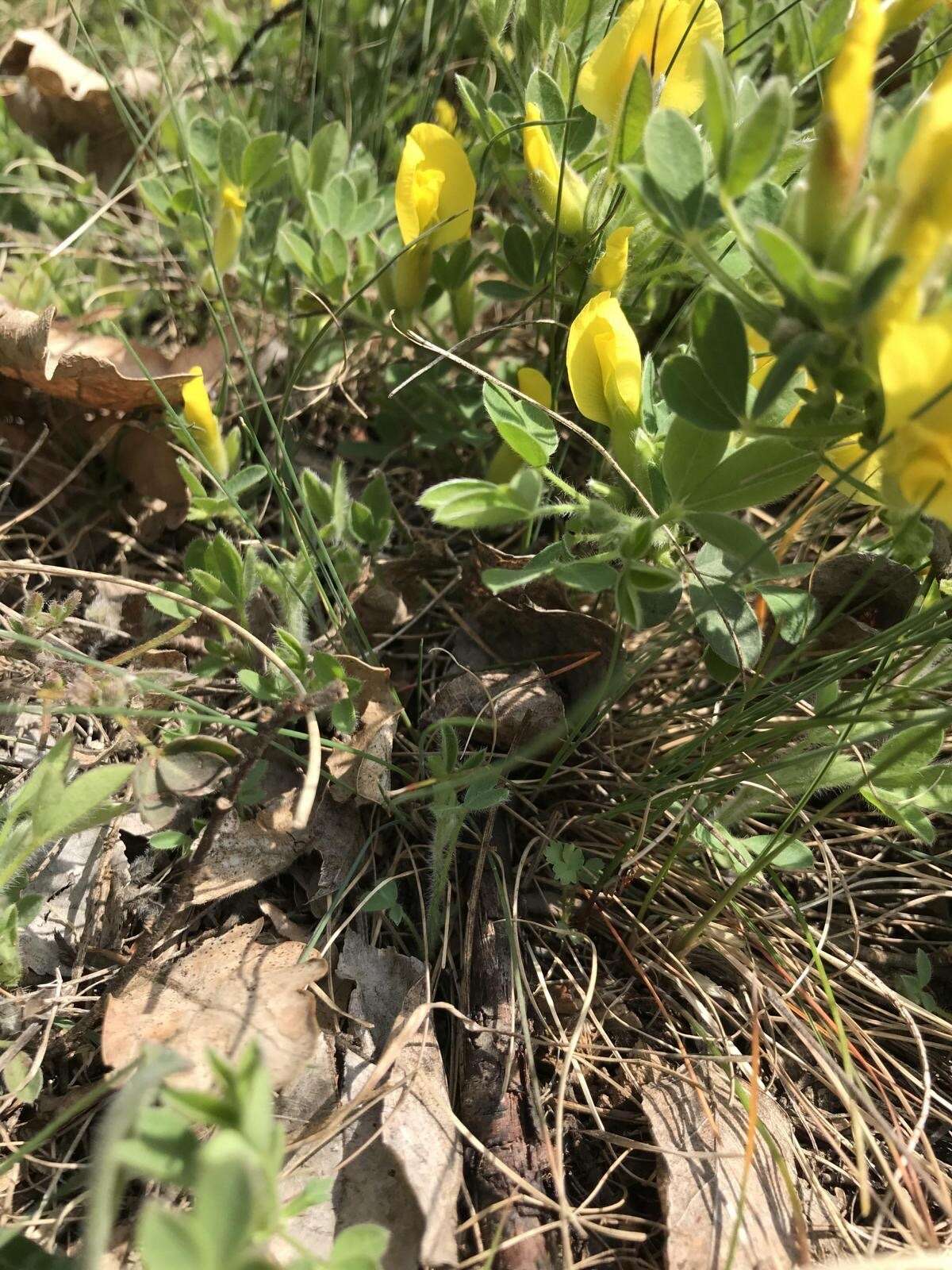 Cytisus triflorus Lam.的圖片