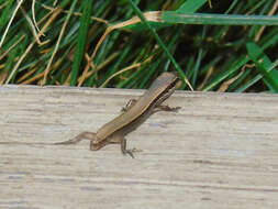 Image of Desert Lidless Skink