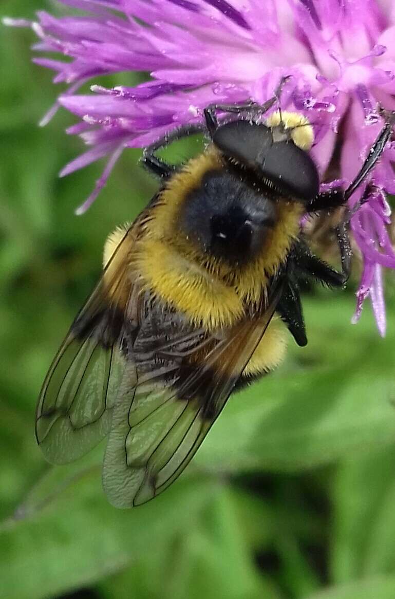 Image of bumblebee hoverfly