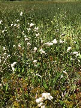 Image of slender cottongrass