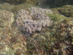 Image of Blue caribbean sponge