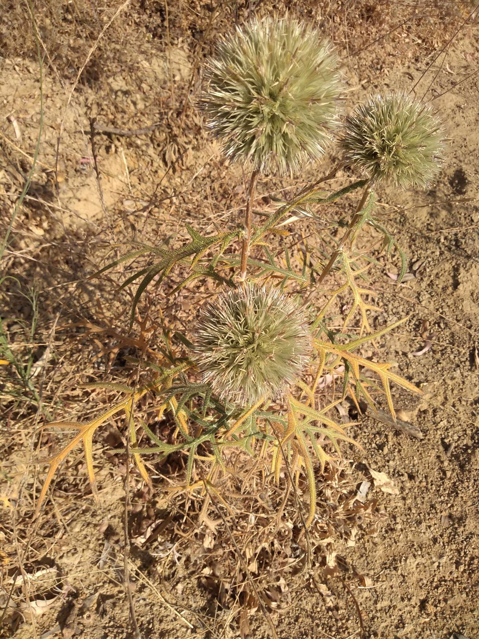 Image of Echinops strigosus L.