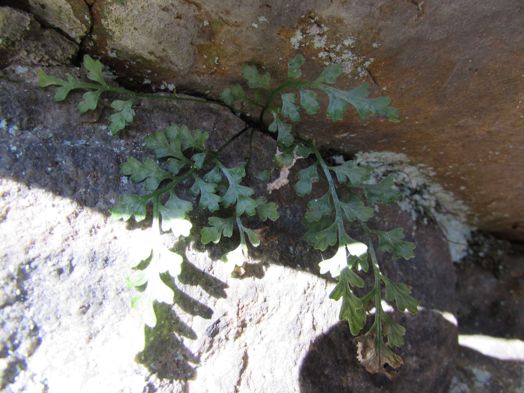 Imagem de Asplenium montanum Willd.