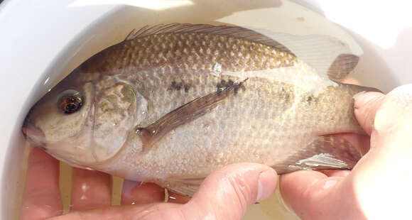 Image of Threespot Tilapia