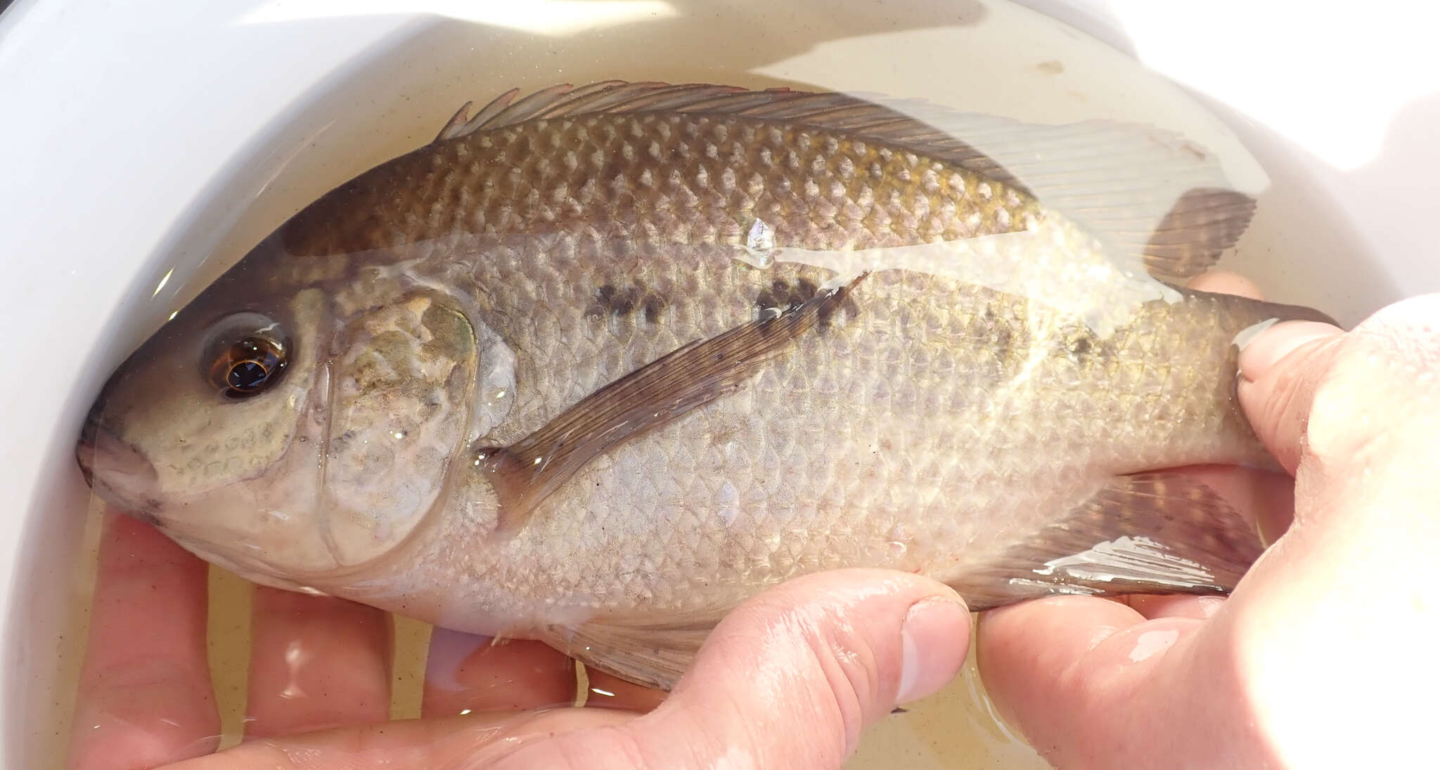 Image de Oreochromis andersonii (Castelnau 1861)