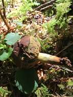 Слика од Gastroboletus turbinatus (Snell) A. H. Sm. & Singer 1959