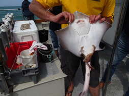 Image of Painted ray or Undulate ray