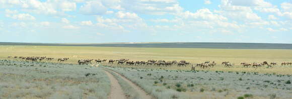 Image of Bactrian camel