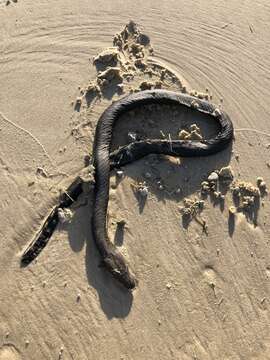 Image of Yellow-bellied sea snake