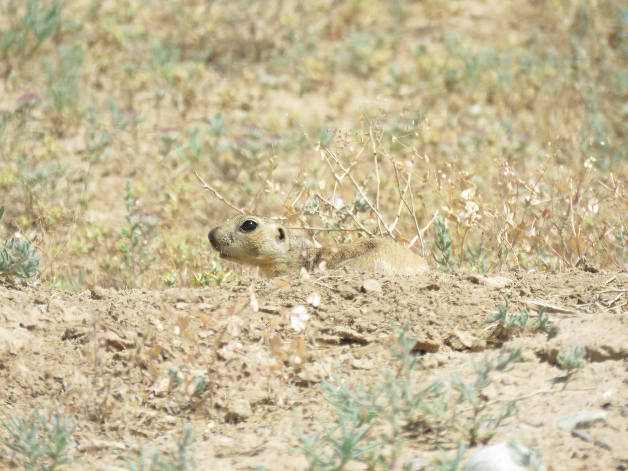 Spermophilus fulvus (Lichtenstein 1823) resmi