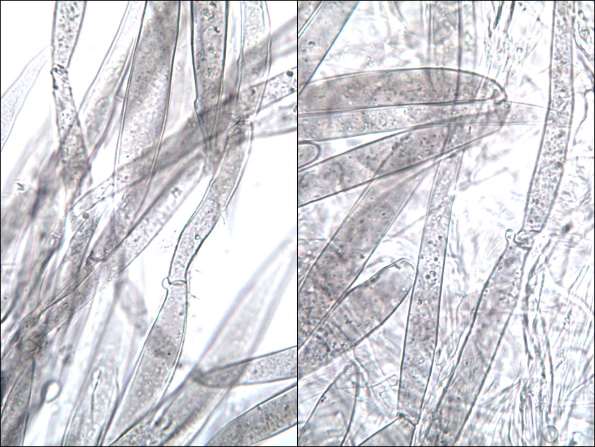 Pluteus salicinus (Pers.) P. Kumm. 1871 resmi