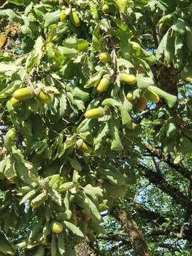 Imagem de Quercus infectoria subsp. veneris (A. Kern.) Meikle