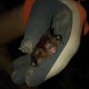 Hipposideros cervinus (Gould 1854) resmi