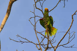 صورة Amazona xantholora (Gray & GR 1859)