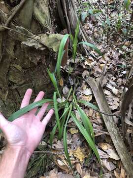 Image of cerulean flaxlily