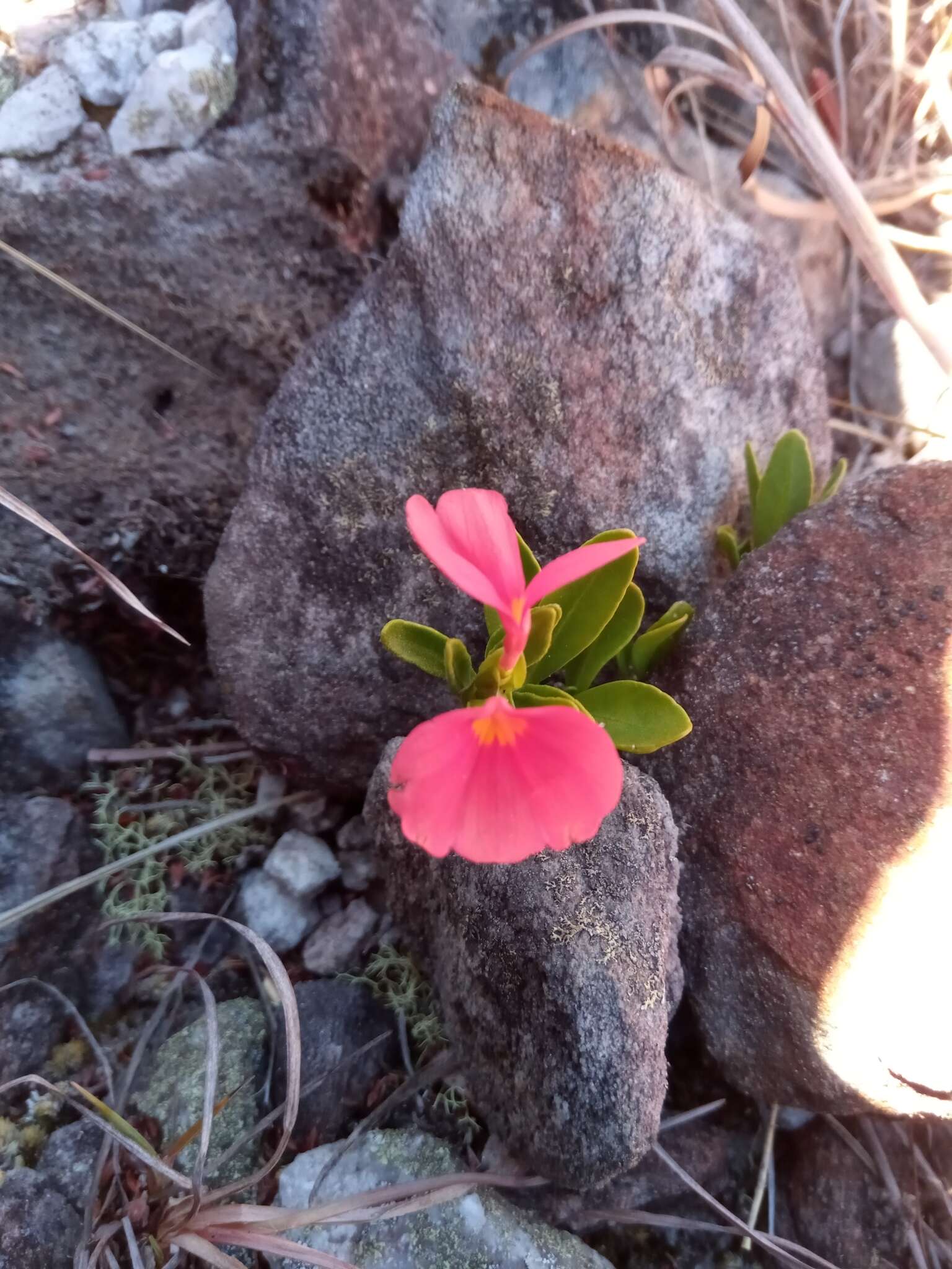 Imagem de Crossandra grandidieri (Baill.) Benoist