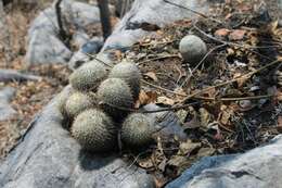 Mammillaria albilanata subsp. albilanata resmi