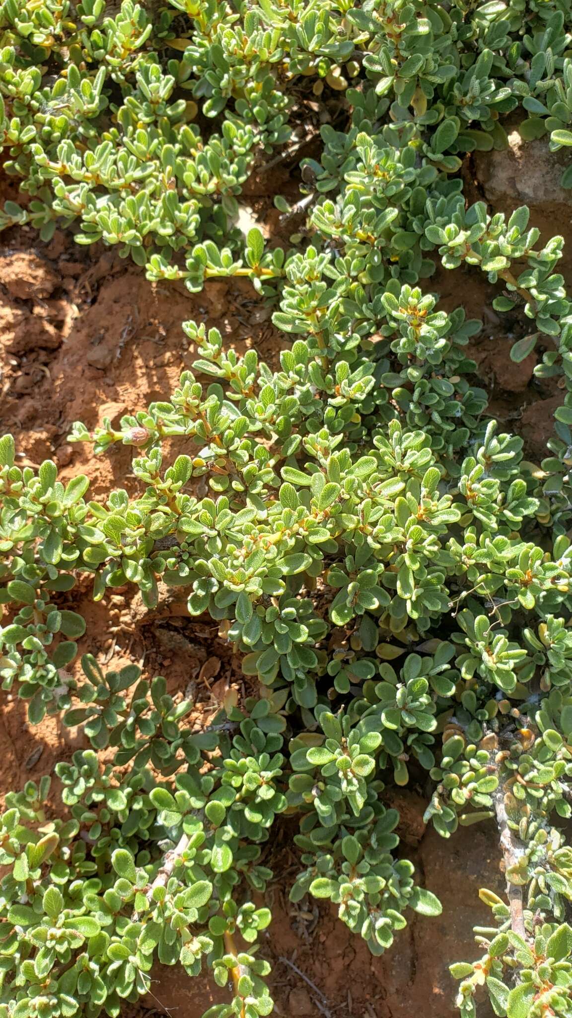 Image of Pine Hill buckbrush