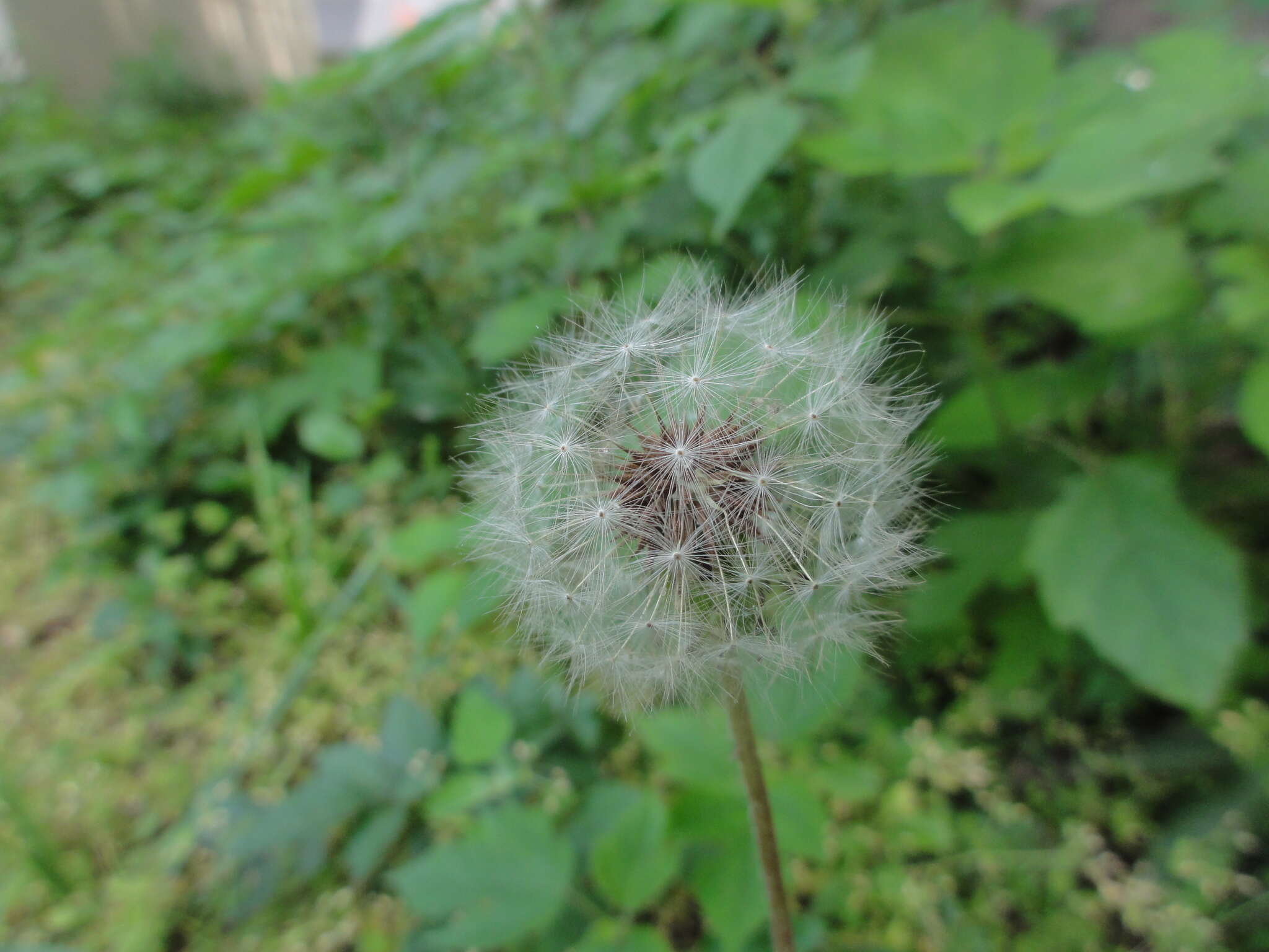 Image of Taraxacum mongolicum Hand.-Mazz.