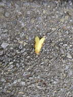 Image of Willow Ghost Moth