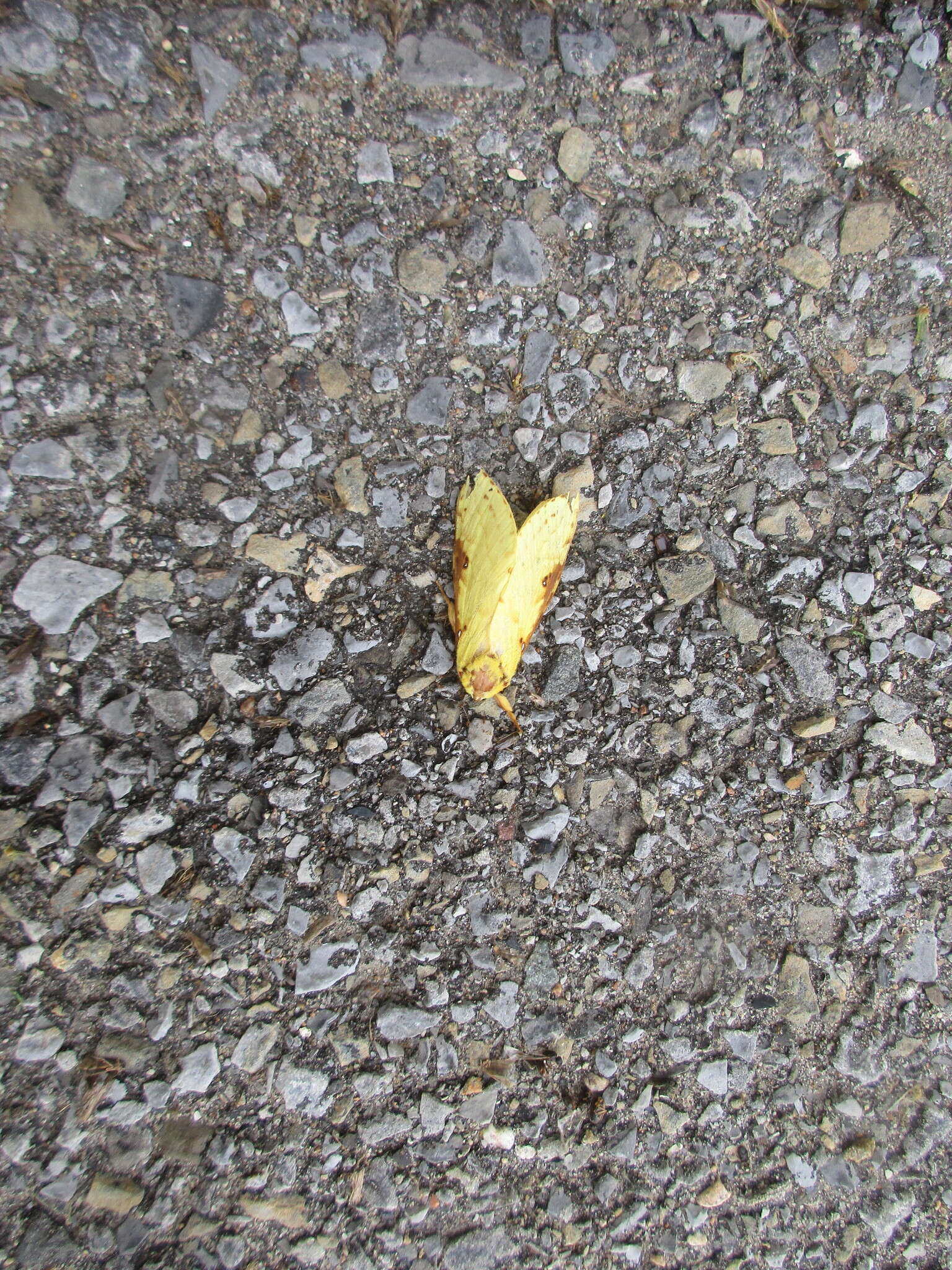 Image of Willow Ghost Moth