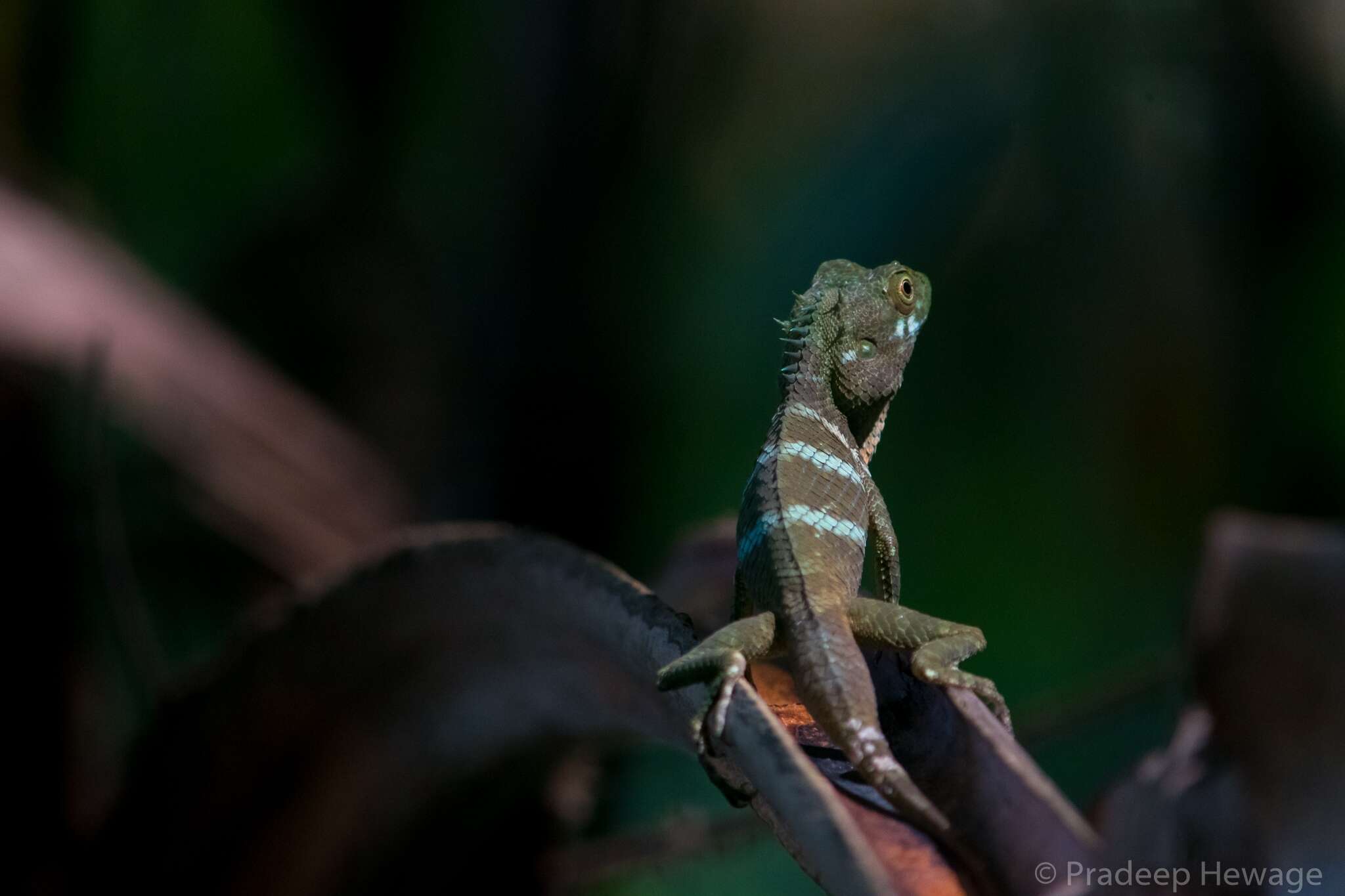 Plancia ëd Calotes liolepis Boulenger 1885