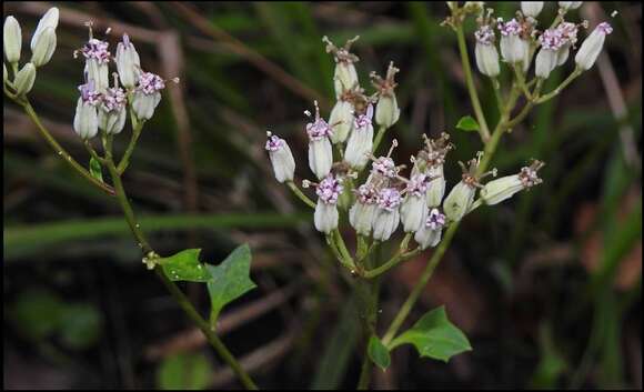 Image of variableleaf Indian plantain