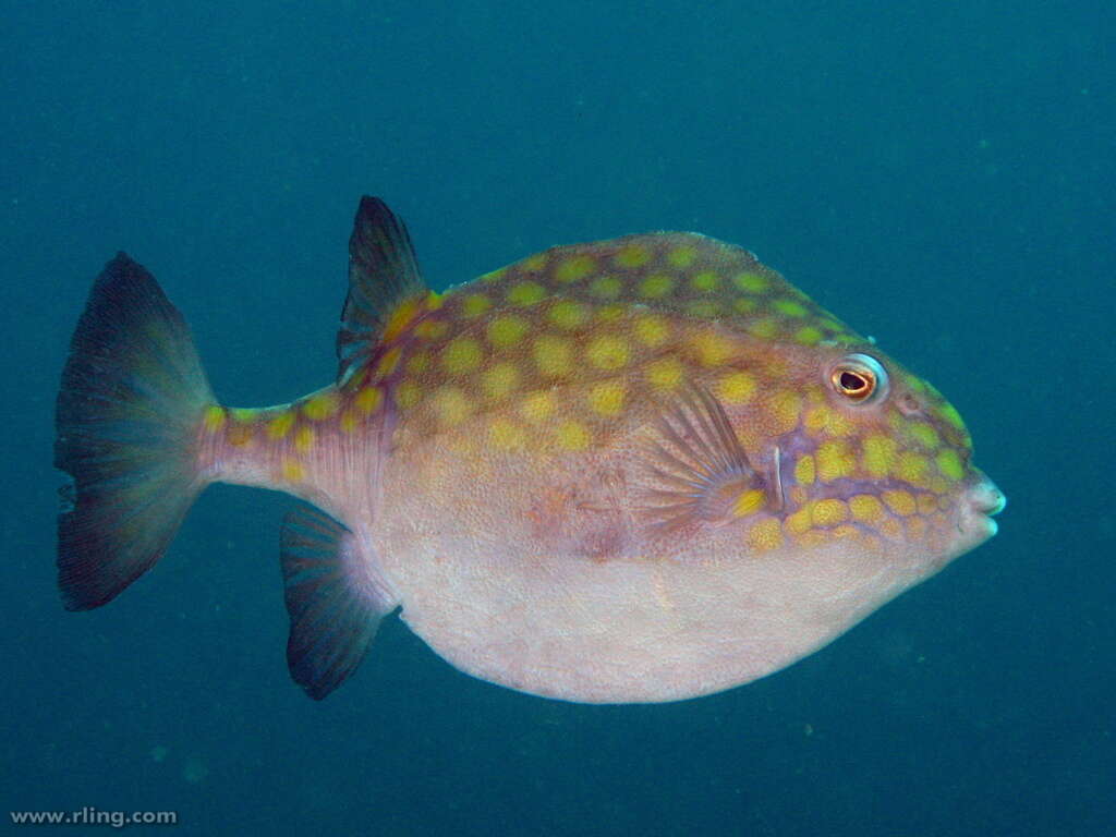 Image of Blue boxfish