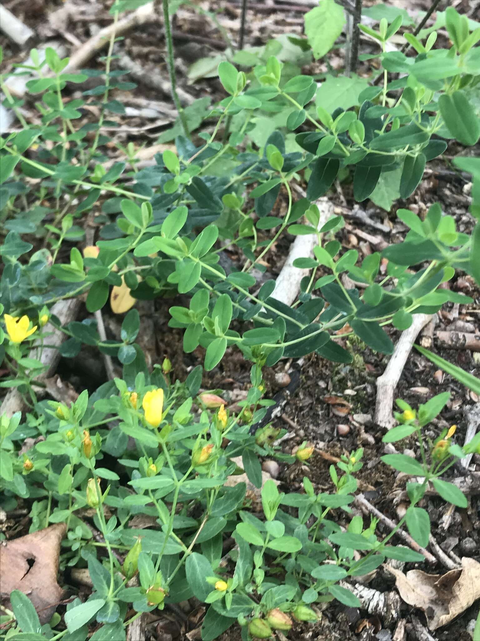 Image of trailing St John's-wort