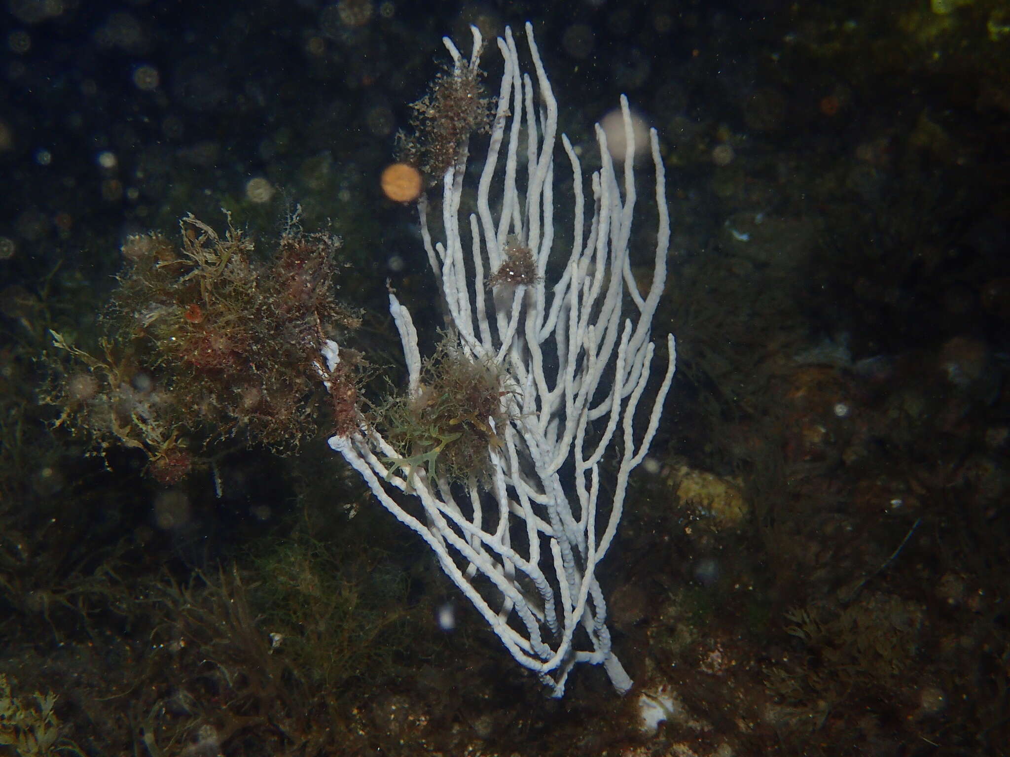 Image of white horny coral