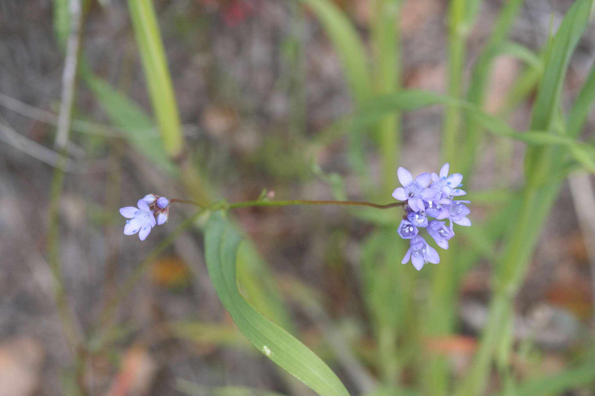 Image of California gilia