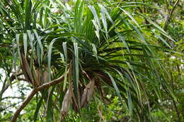 Image of Pandanus krauelianus K. Schum.