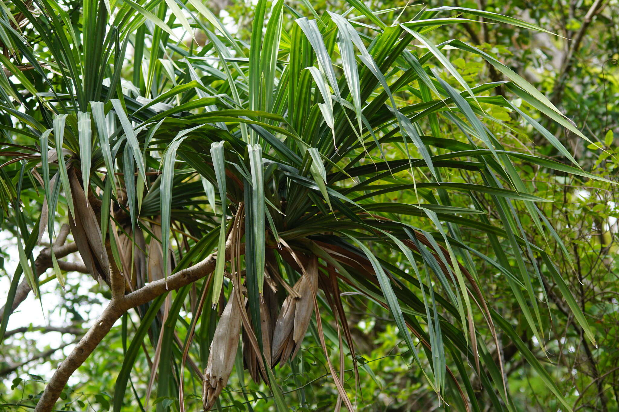 Image of Pandanus krauelianus K. Schum.