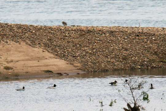 Image of Chinese Merganser