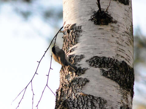 صورة Poecile palustris stagnatilis (Brehm & CL 1855)