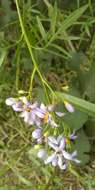 Слика од Solanum angustifidum Bitter