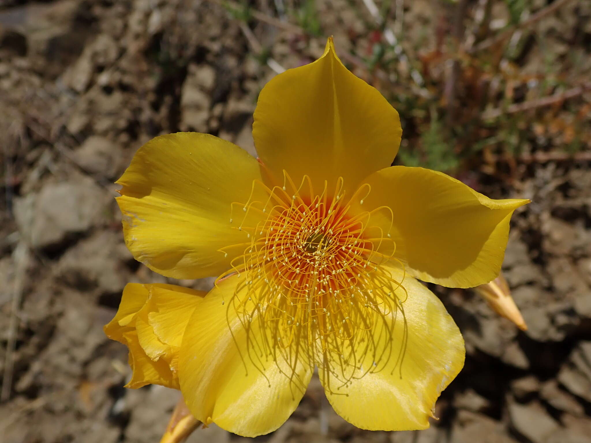 Image of Lindley's blazingstar