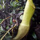 Image of Nepenthes singalana Becc.