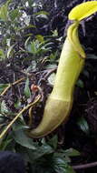 Image of Nepenthes singalana Becc.