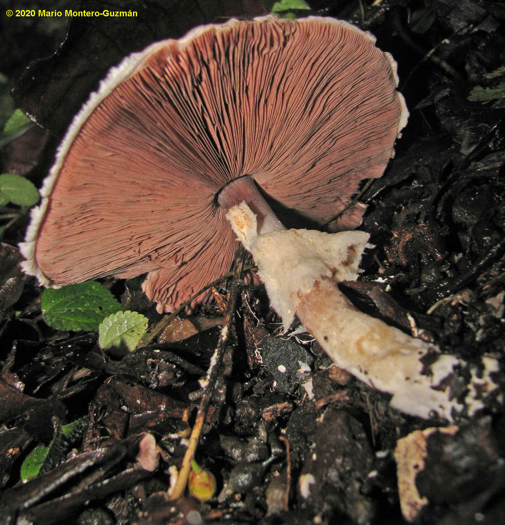 Слика од Agaricus ochraceosquamulosus Heinem. 1961