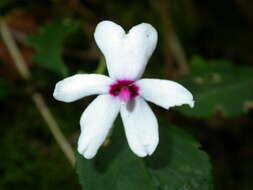 Image of Impatiens javensis (BI.) Steud.