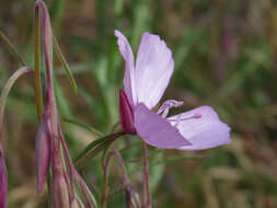 Image of Dudley's clarkia