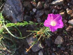 Plancia ëd Ipomoea capillacea (Kunth) G. Don