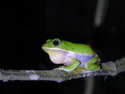 Image of Farmland green flying frog