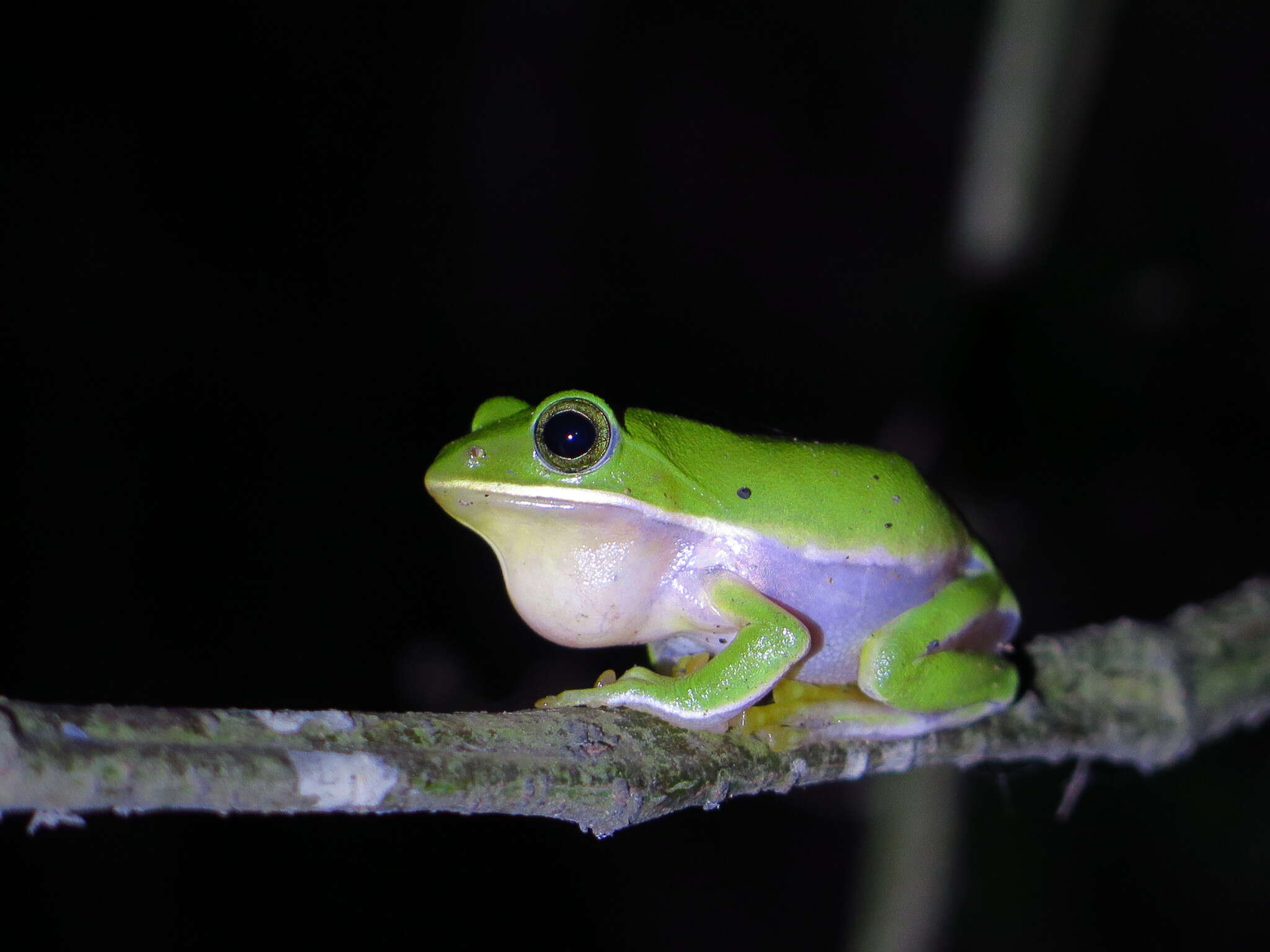 Image of Farmland green flying frog