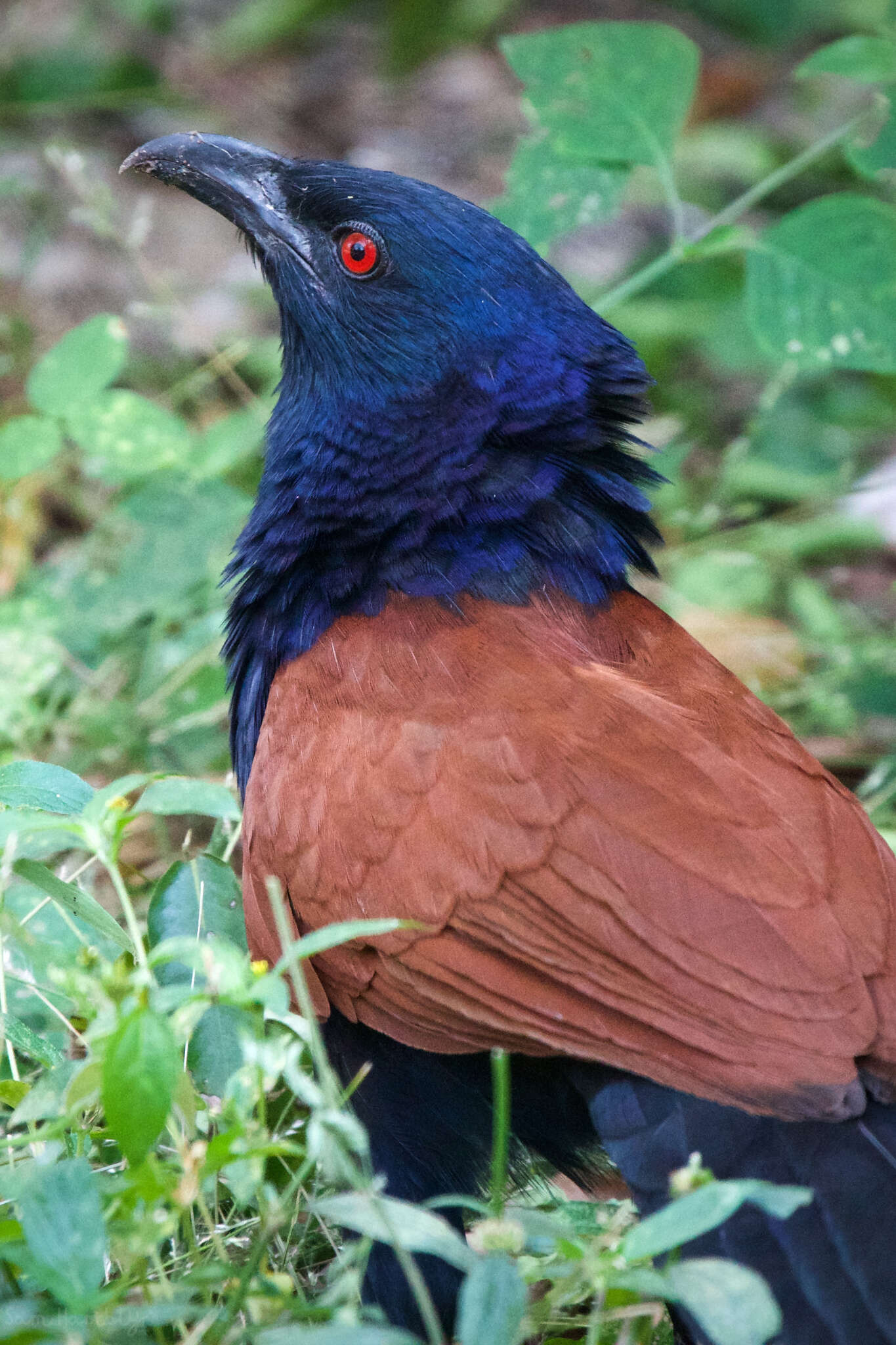 Image of Centropus sinensis intermedius (Hume 1873)