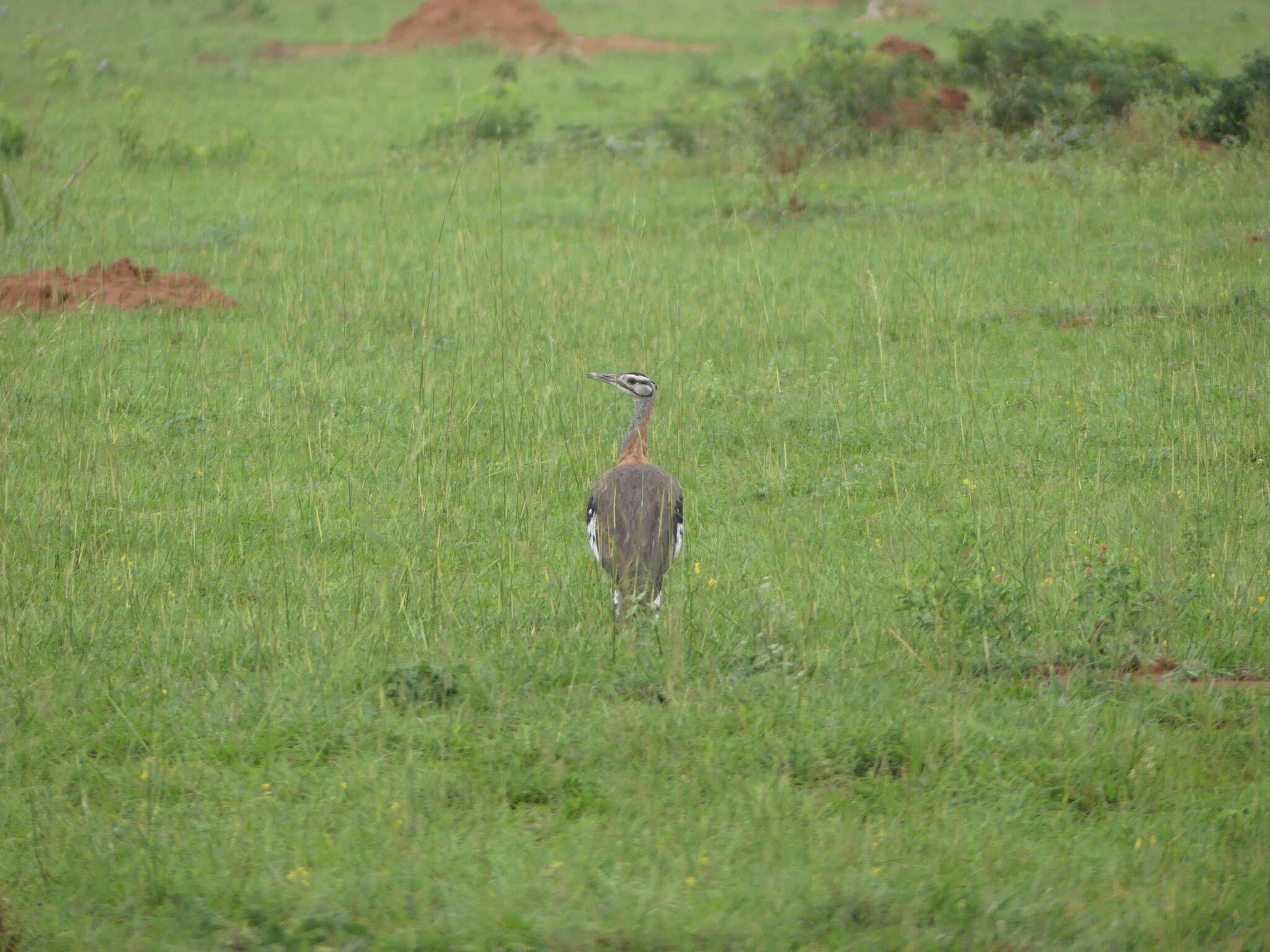 Image of Kori Bustard