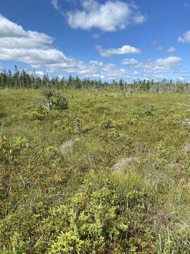 Image of golden bog-moss