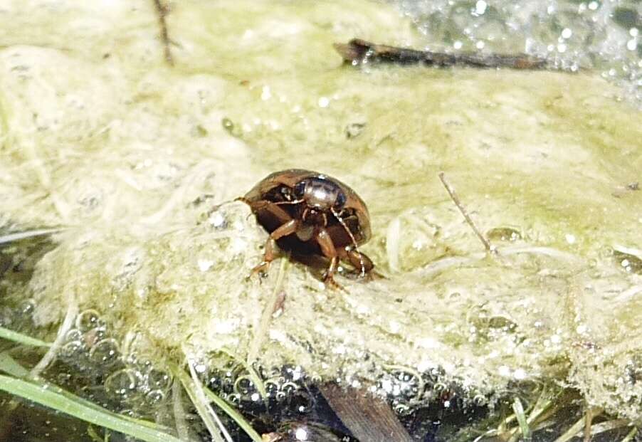 Слика од Acilius (Acilius) abbreviatus Aubé 1838