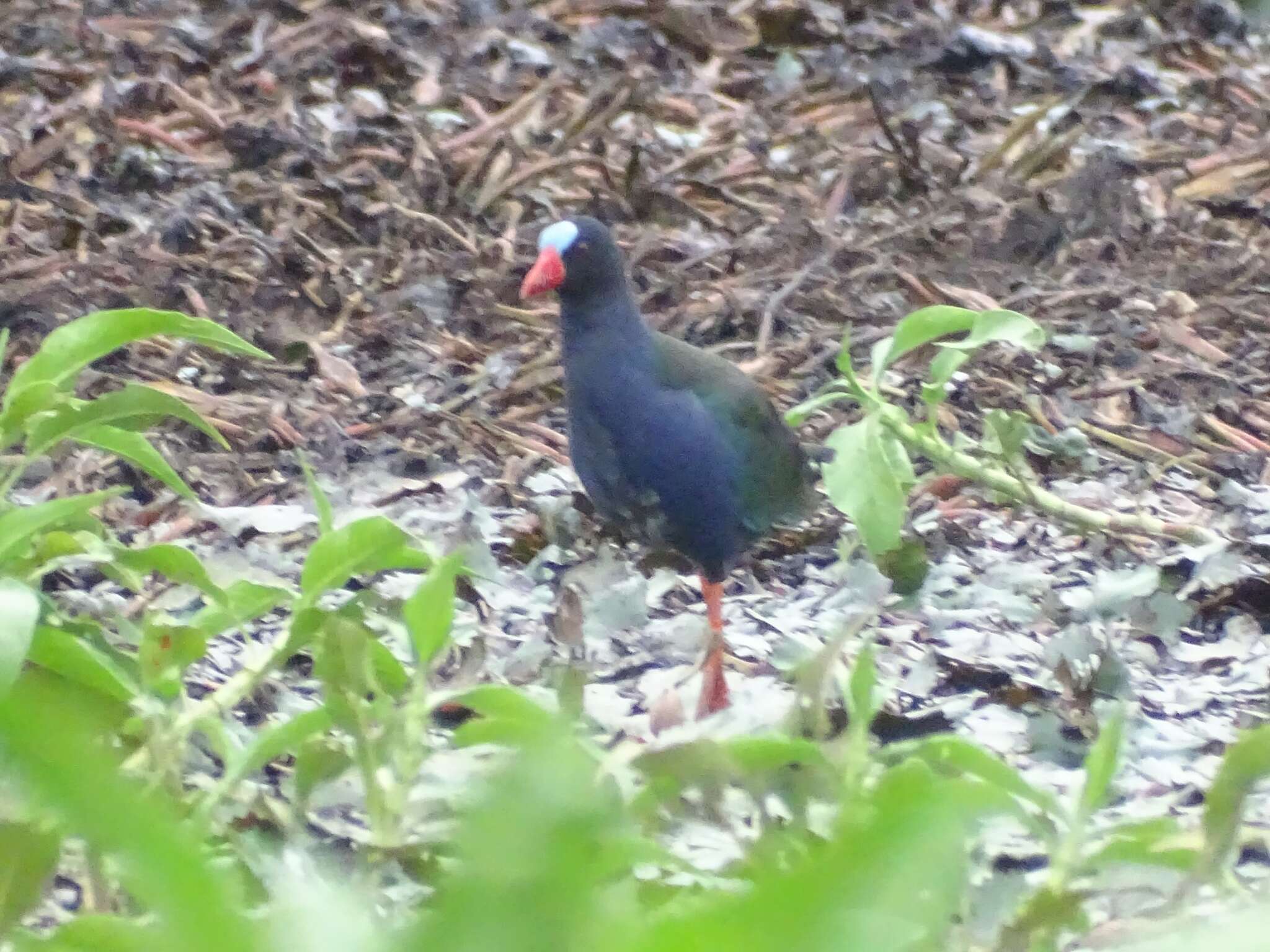 Image de Poule sultane d'Allen